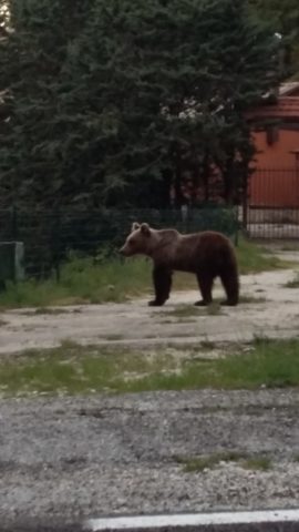 L'immagine attuale non ha un testo alternativo. Il nome del file รจ: orso.jpg