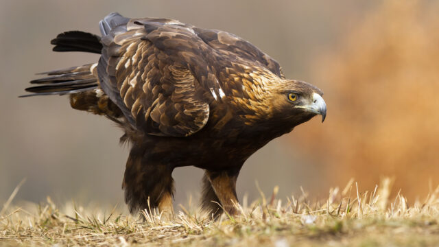 L'immagine attuale non ha un testo alternativo. Il nome del file è: aquila-reale.jpg