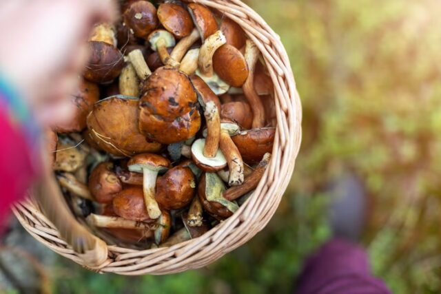 L'immagine attuale non ha un testo alternativo. Il nome del file è: funghi.avif