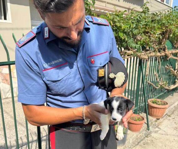 L'immagine attuale non ha un testo alternativo. Il nome del file รจ: CARABINIERI.jpg