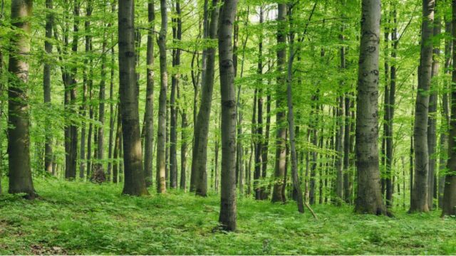 L'immagine attuale non ha un testo alternativo. Il nome del file รจ: bosco.jpg