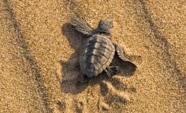 L'immagine attuale non ha un testo alternativo. Il nome del file รจ: caretta.jpg