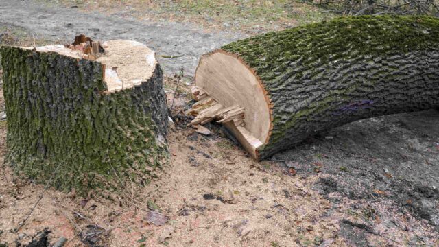 L'immagine attuale non ha un testo alternativo. Il nome del file è: albero-caduto-scaled.jpg