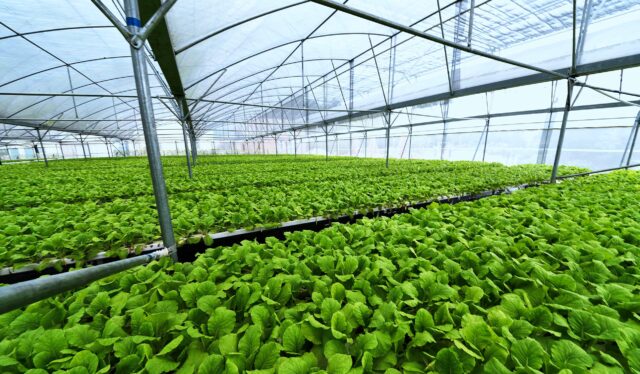 L'immagine attuale non ha un testo alternativo. Il nome del file è: serra.avif