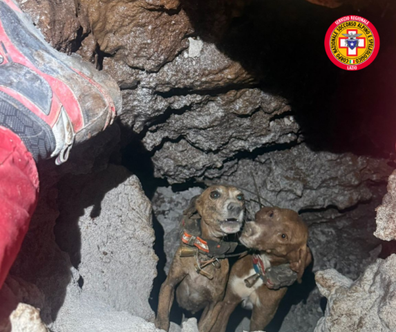 L'immagine attuale non ha un testo alternativo. Il nome del file è: cani.png