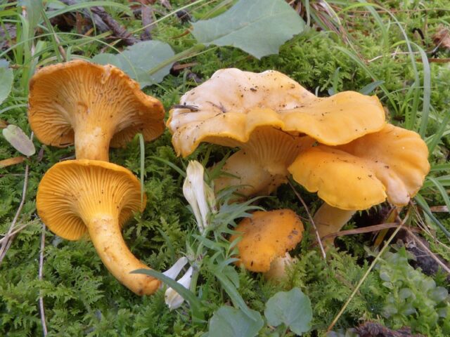 L'immagine attuale non ha un testo alternativo. Il nome del file รจ: Cantharellus-cibarius-e-friesii-pineta-1.jpg