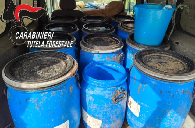 L'immagine attuale non ha un testo alternativo. Il nome del file è: forestali.jpg