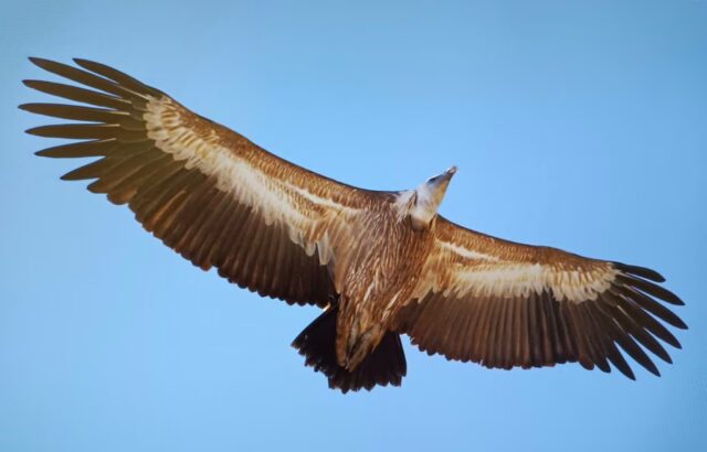 L'immagine attuale non ha un testo alternativo. Il nome del file è: grifone.avif