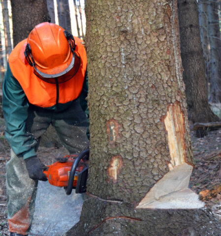 L'immagine attuale non ha un testo alternativo. Il nome del file è: taglio-alberi.jpg