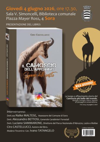 L'immagine attuale non ha un testo alternativo. Il nome del file è: camoscioappennino.jpg