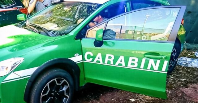 L'immagine attuale non ha un testo alternativo. Il nome del file รจ: forestali.jpg
