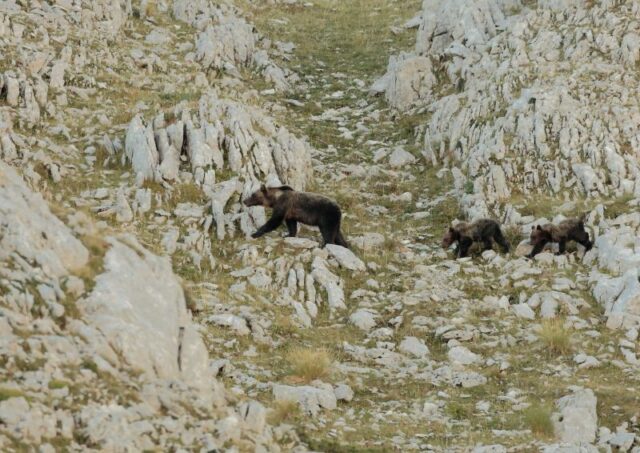 L'immagine attuale non ha un testo alternativo. Il nome del file รจ: ORSO.jpg