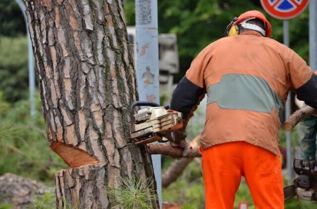 L'immagine attuale non ha un testo alternativo. Il nome del file รจ: taglio-alberi.jpg